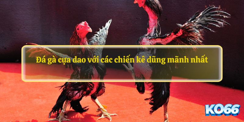 Đá gà cựa dao với các chiến kê dũng mãnh nhất