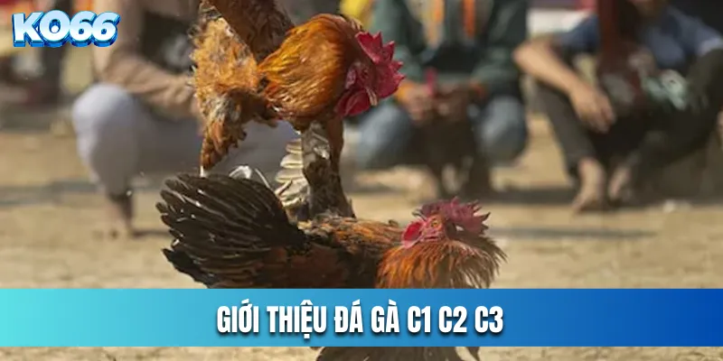 Giới thiệu đá gà C1 C2 C3