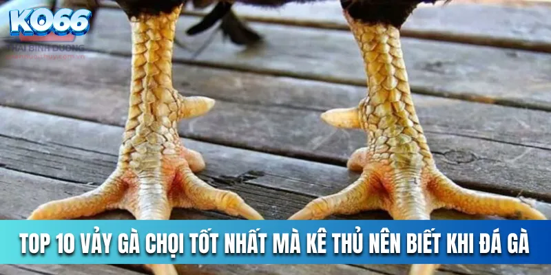 Top 10 Vảy Gà Chọi Tốt Nhất Mà Kê Thủ Nên Biết Khi Đá Gà