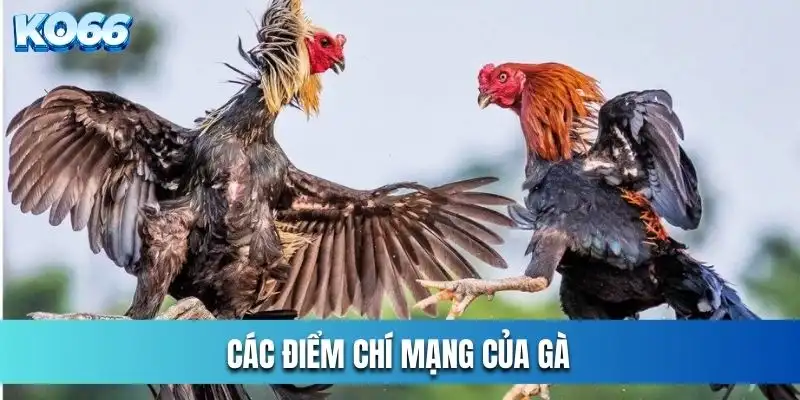 Gà đá vào đâu là hay và nguy hiểm nhất ?