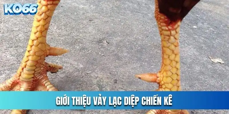 Giới thiệu vảy lạc diệp chiến kê